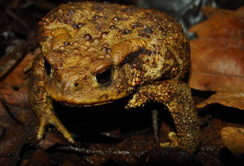 Bufo bufo